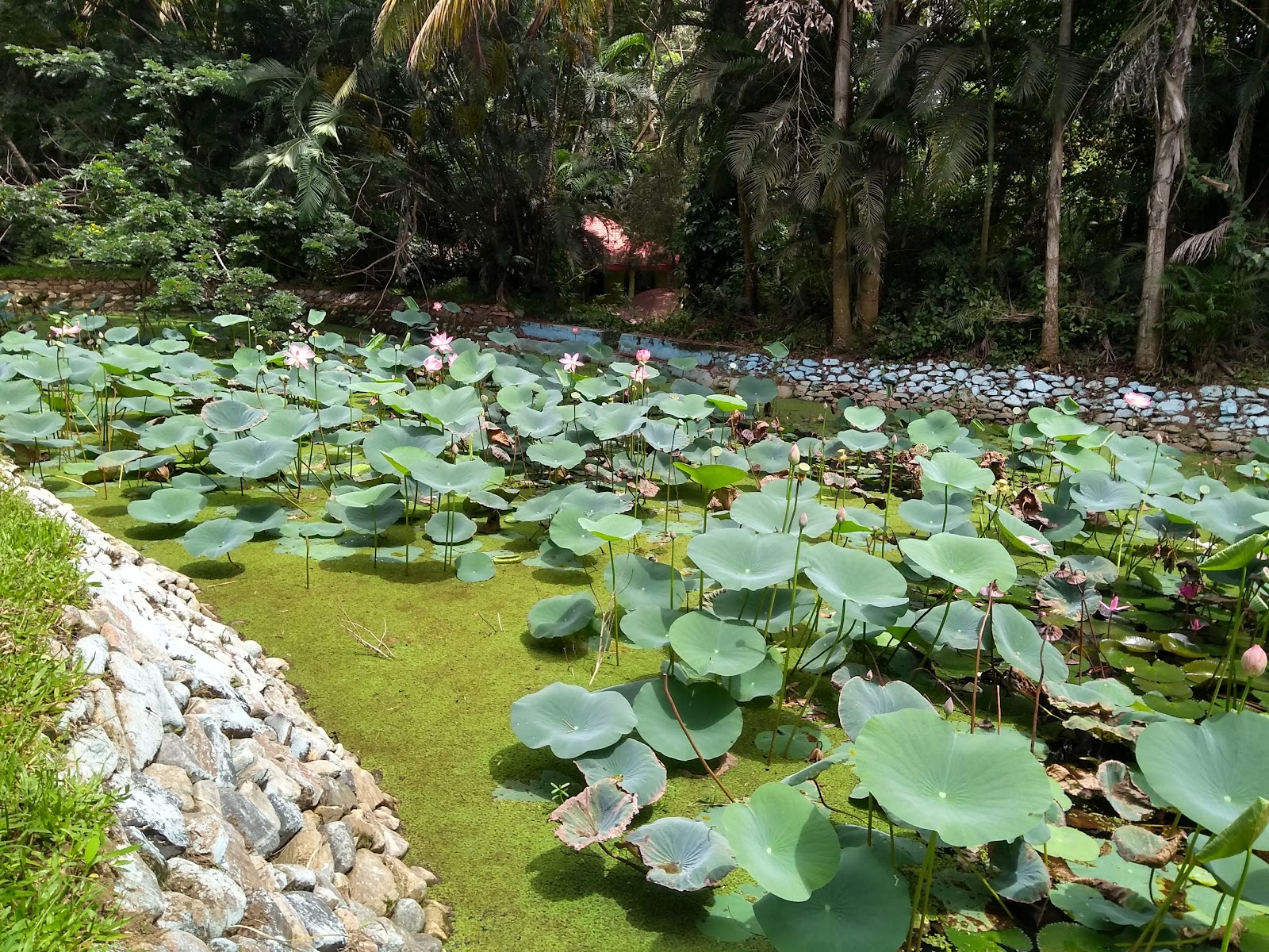 Ranganathittu Bird Sanctuary