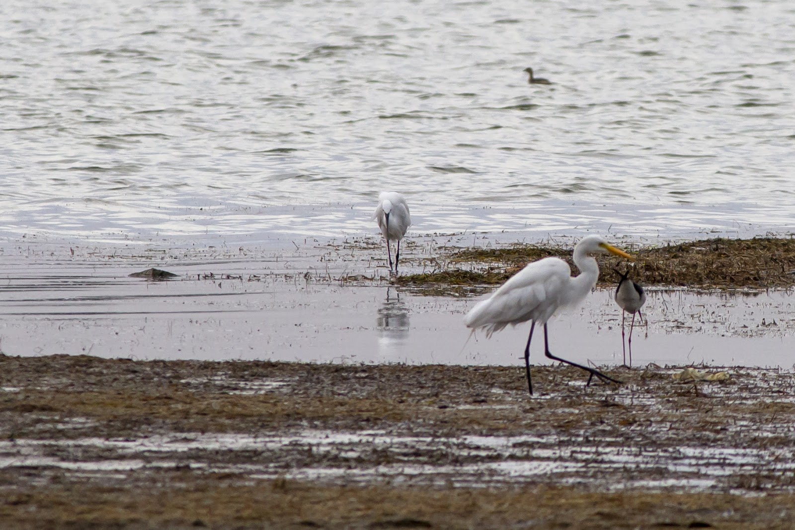 Osman Sagar Gandipet Lake