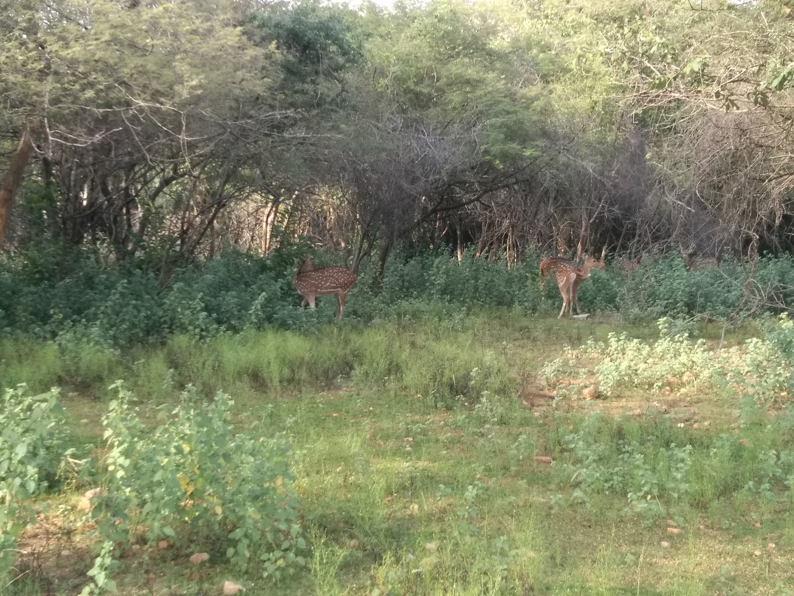 Pocharam Wildlife Sanctuary