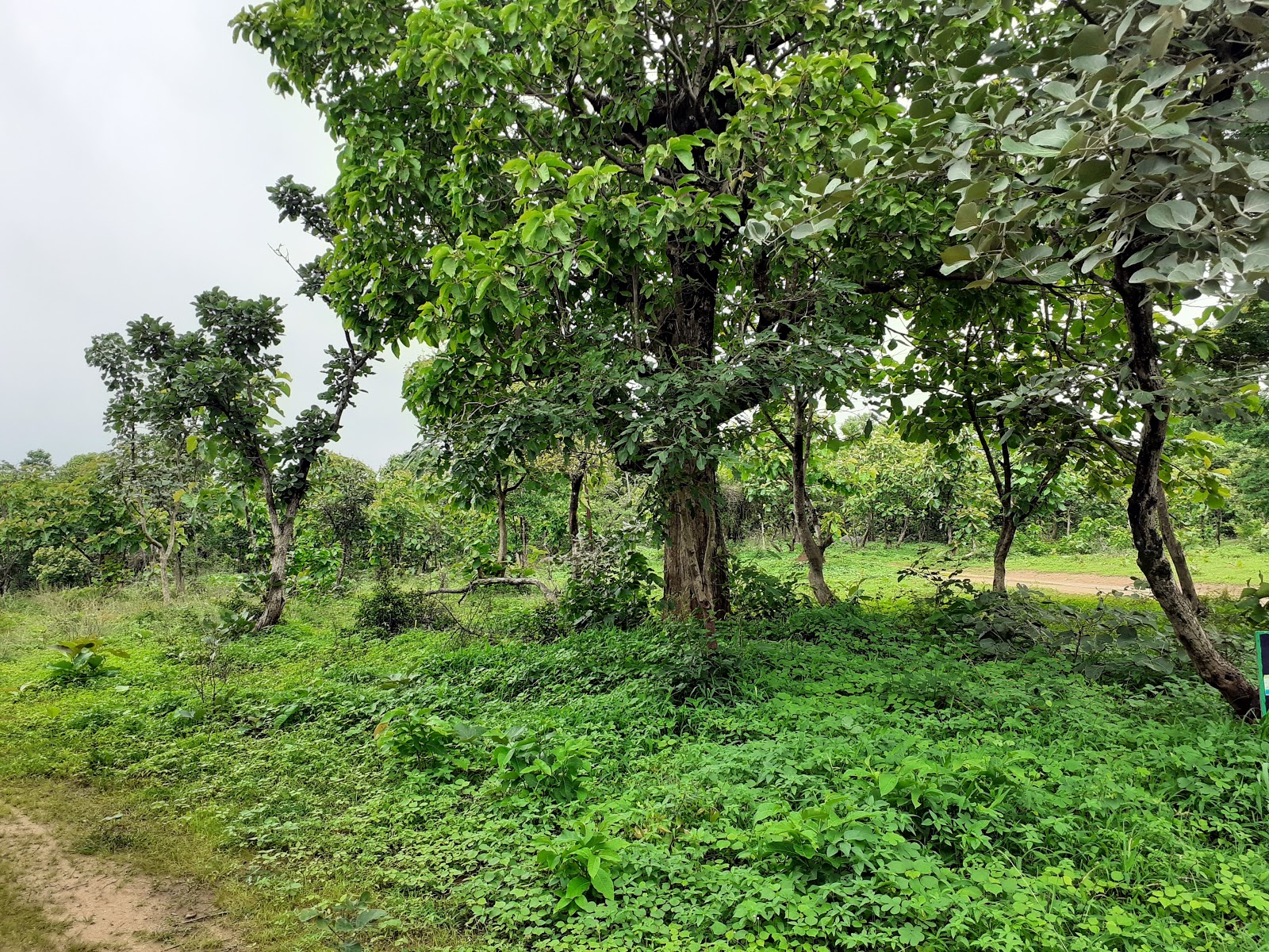 Pocharam Wildlife Sanctuary