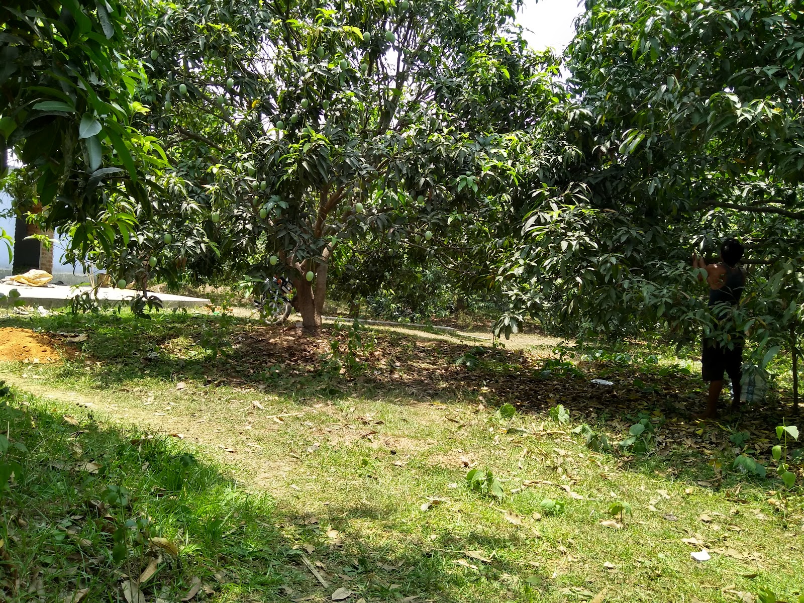 Mango Orchards