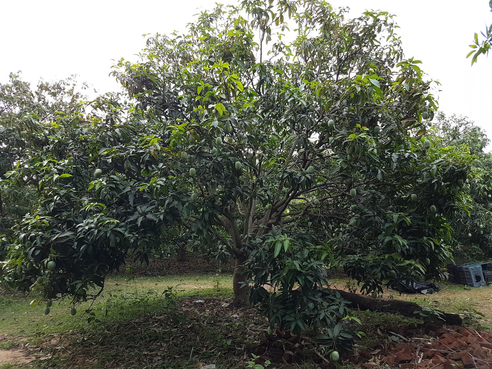 Mango Orchards