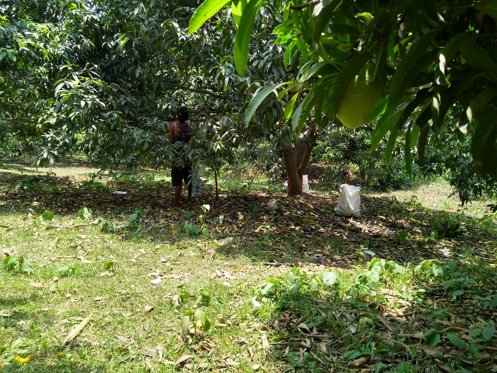 Mango Orchards