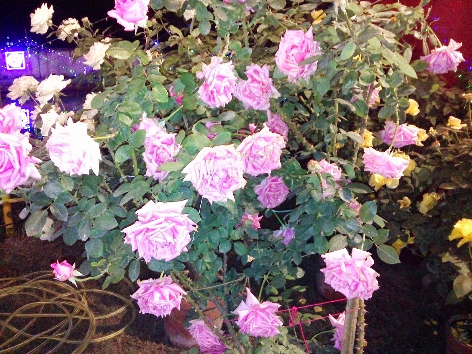 Raniswar Cultural Center