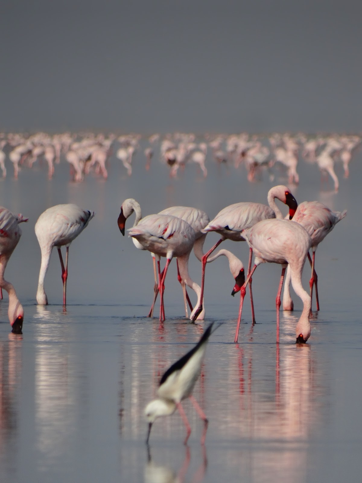 Little Rann of Kutch