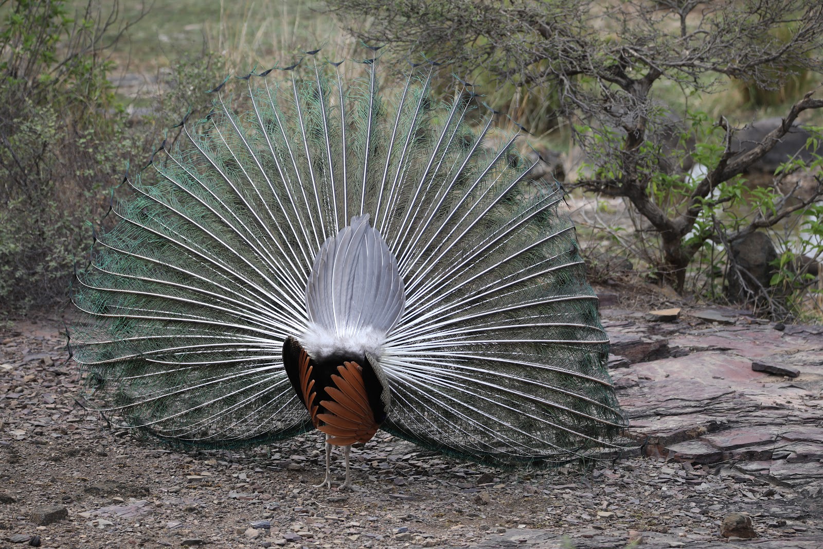 Ranthambore National Park
