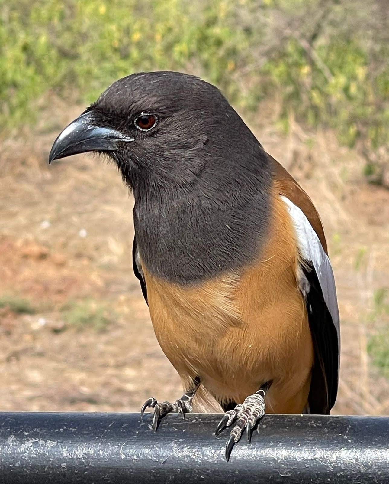 Ranthambore National Park
