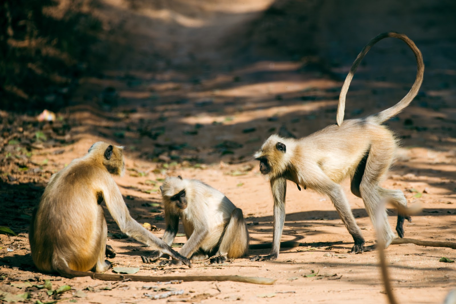 Ranthambore National Park