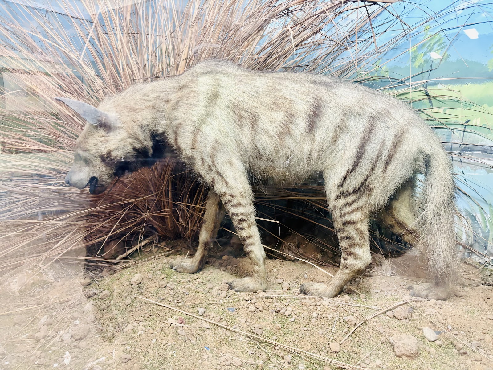 Rajiv Gandhi Regional Museum of Natural History