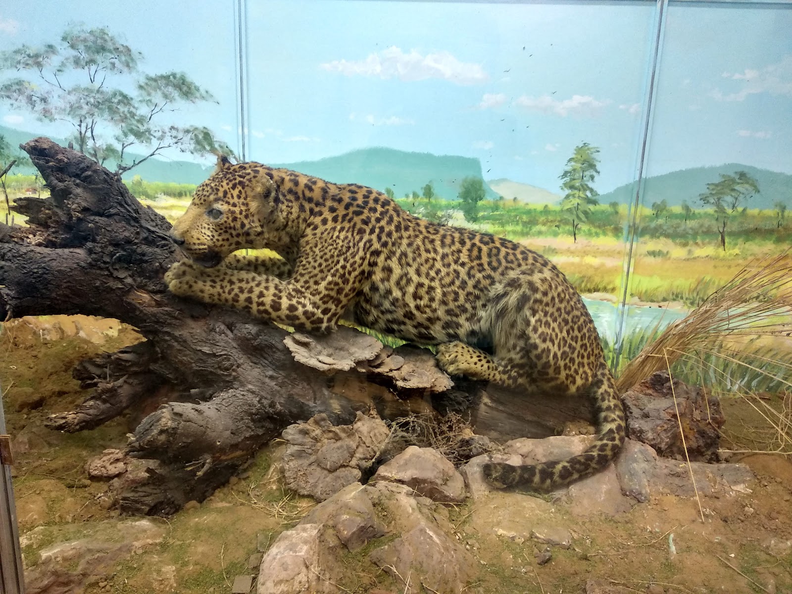 Rajiv Gandhi Regional Museum of Natural History