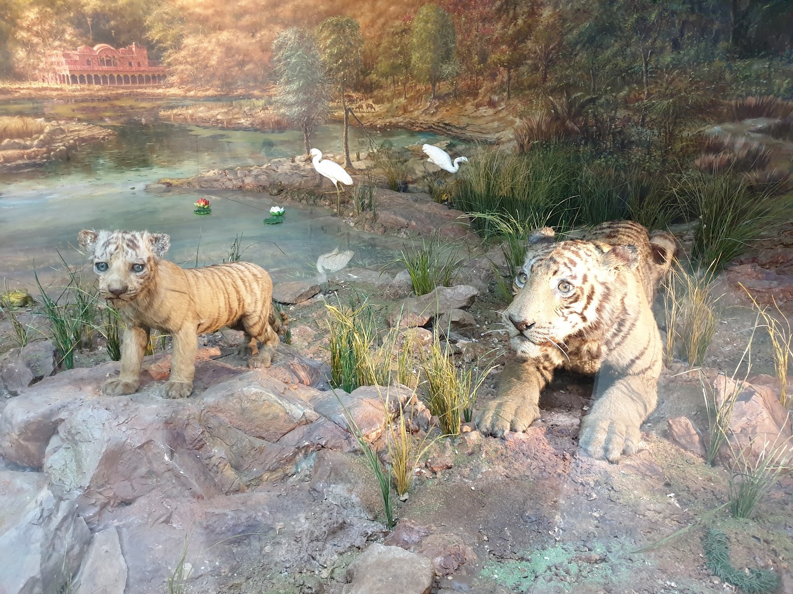 Rajiv Gandhi Regional Museum of Natural History