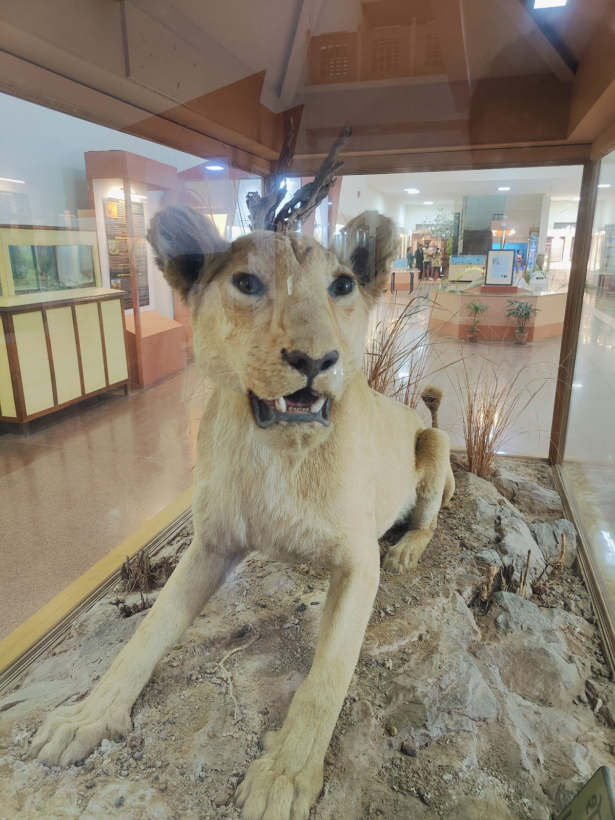 Rajiv Gandhi Regional Museum of Natural History