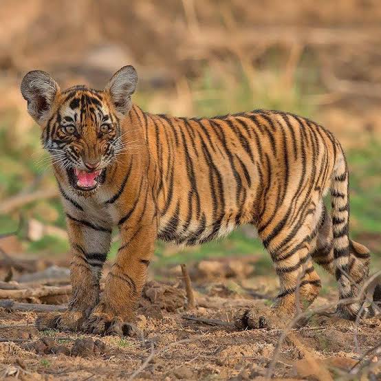 Ranthambore National Park - Wildlife Adventure in Rajasthan