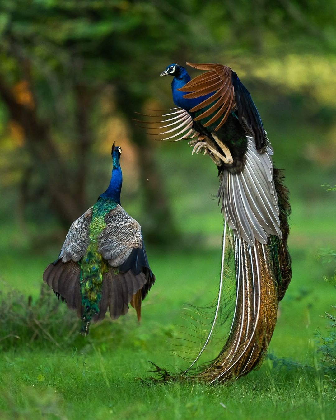 Ranthambore National Park