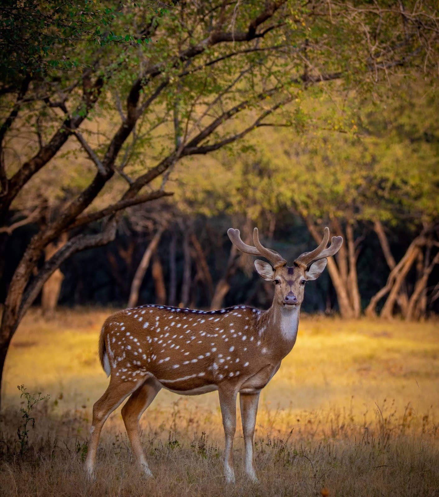 Ranthambore National Park
