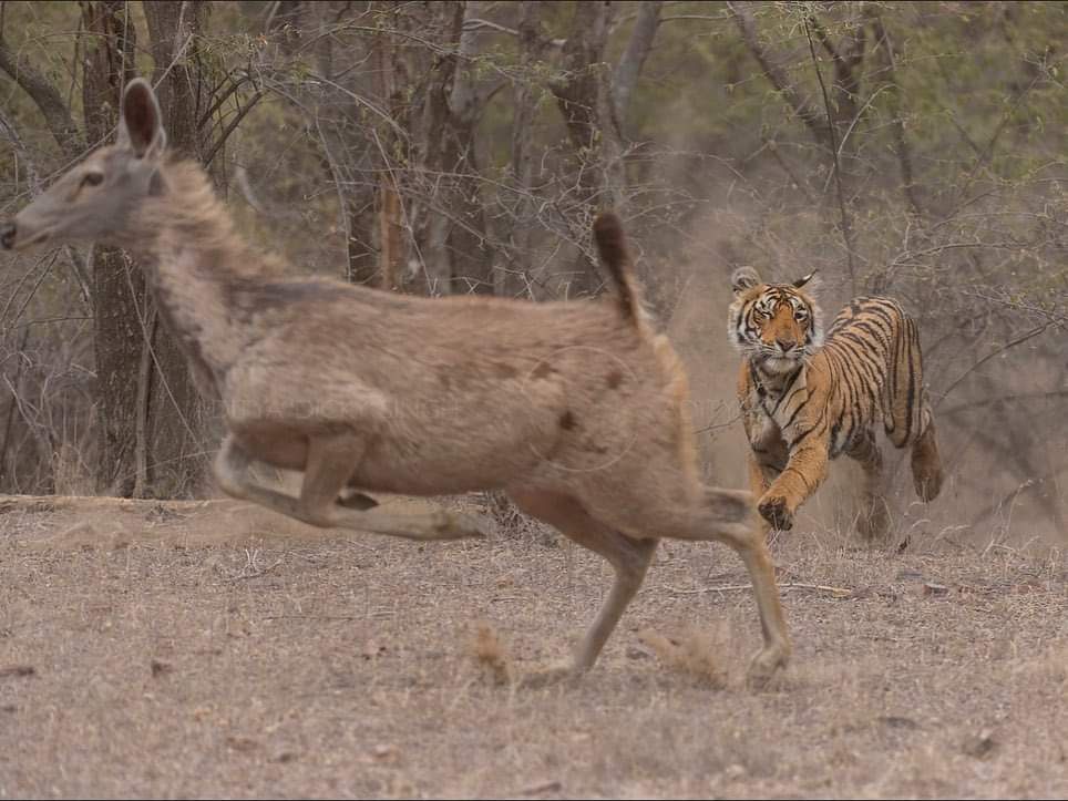 Ranthambore National Park