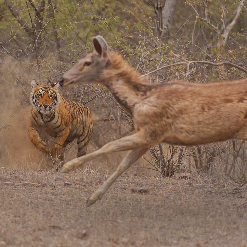 Ranthambore National Park