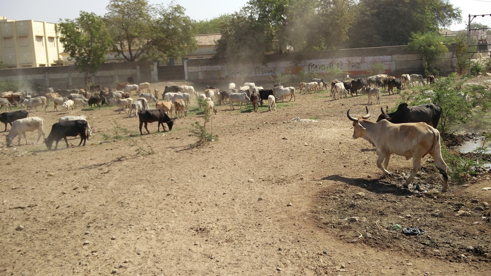 Local Cattle Fair Grounds
