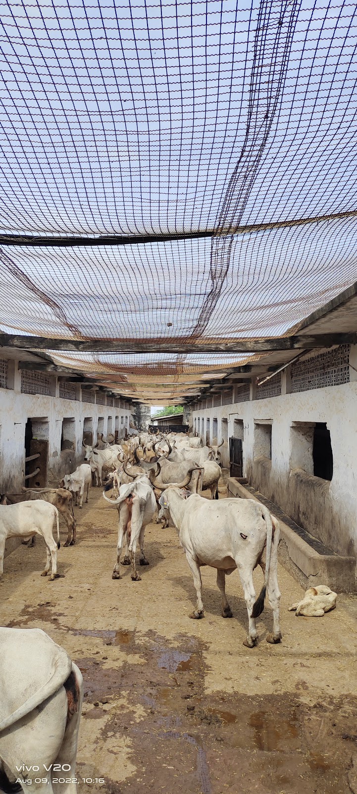 Local Cattle Fair Grounds