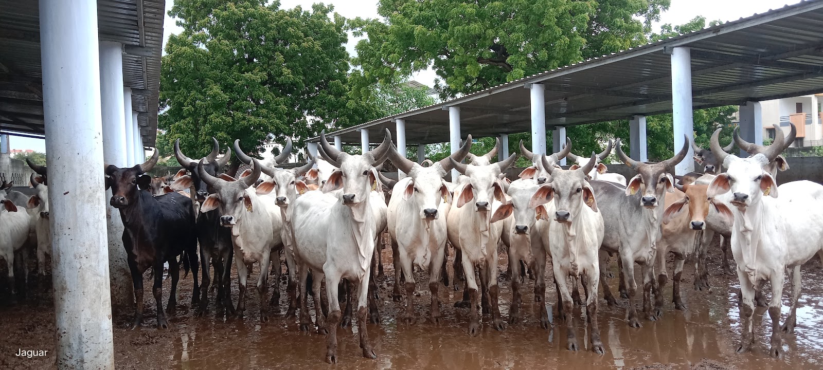 Local Cattle Fair Grounds