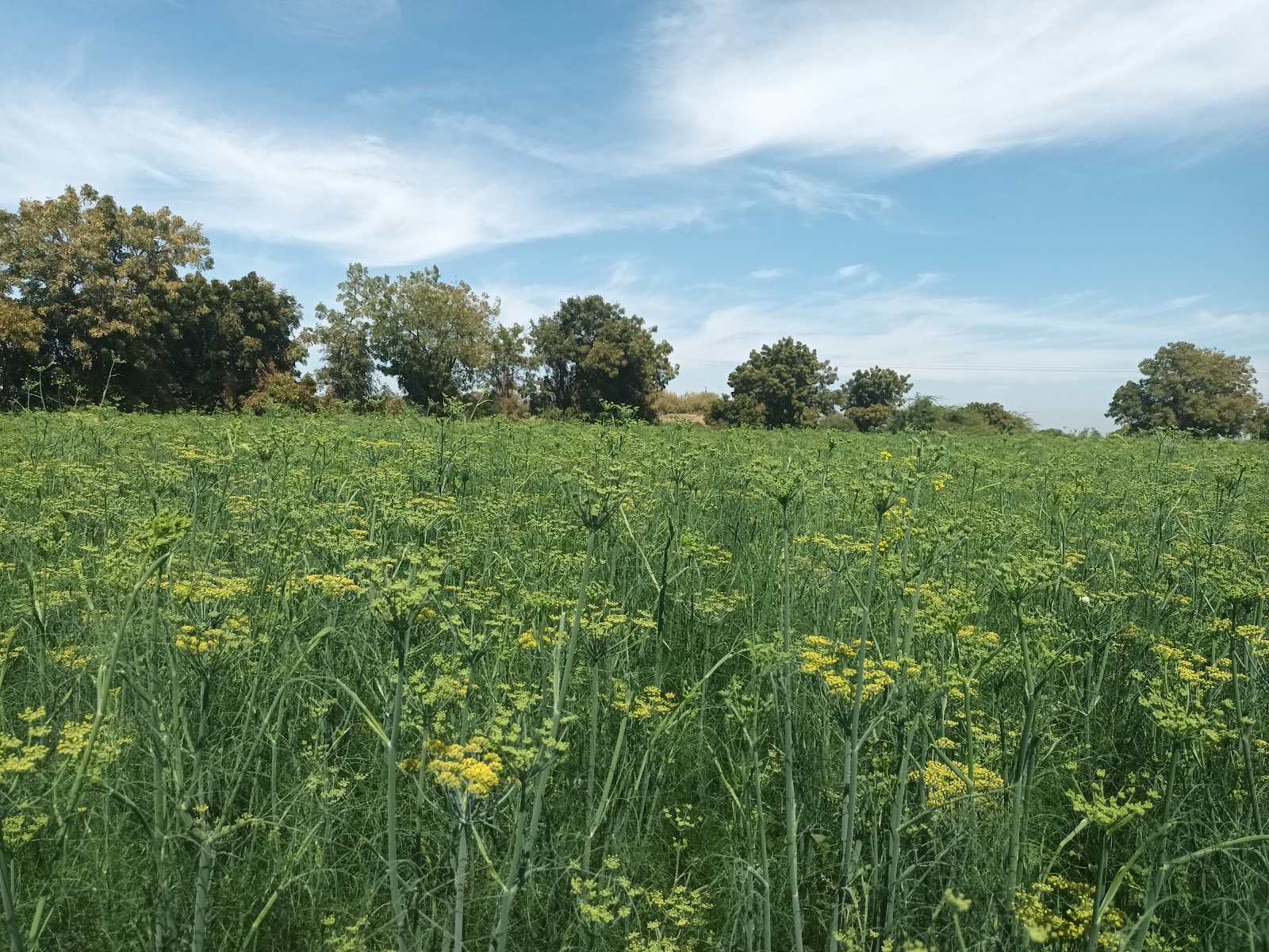 Village Walks Around Rapar