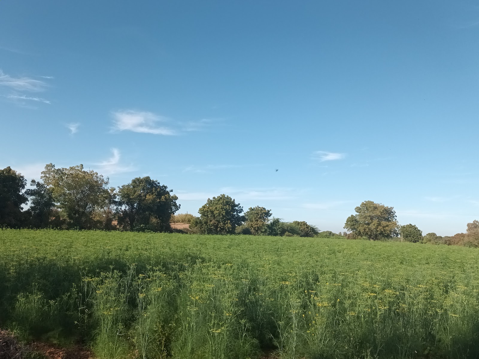 Village Walks Around Rapar