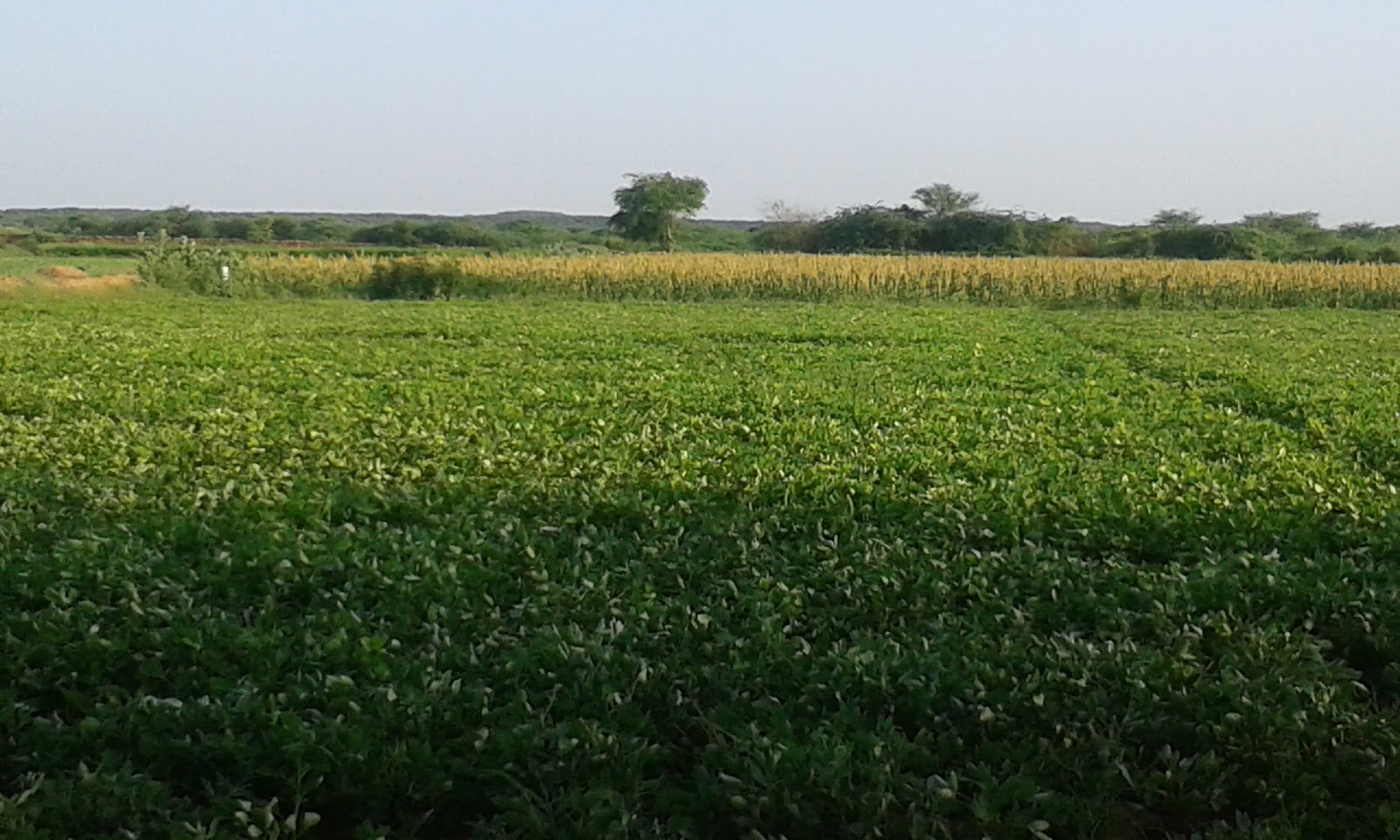 Village Walks Around Rapar