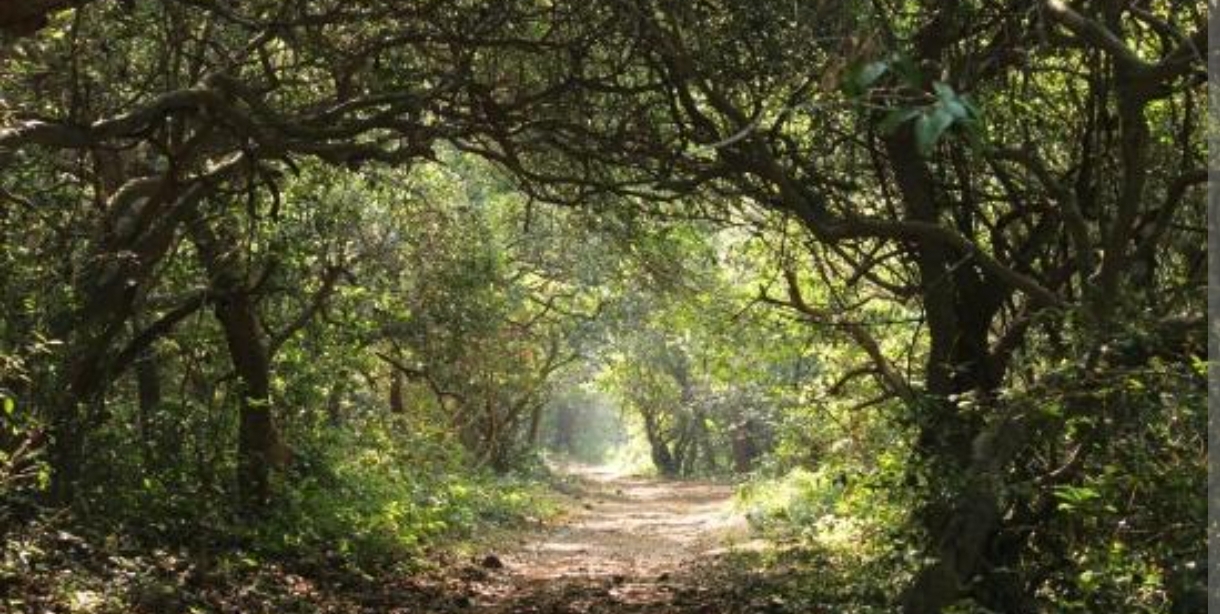 Phansad Wildlife Sanctuary