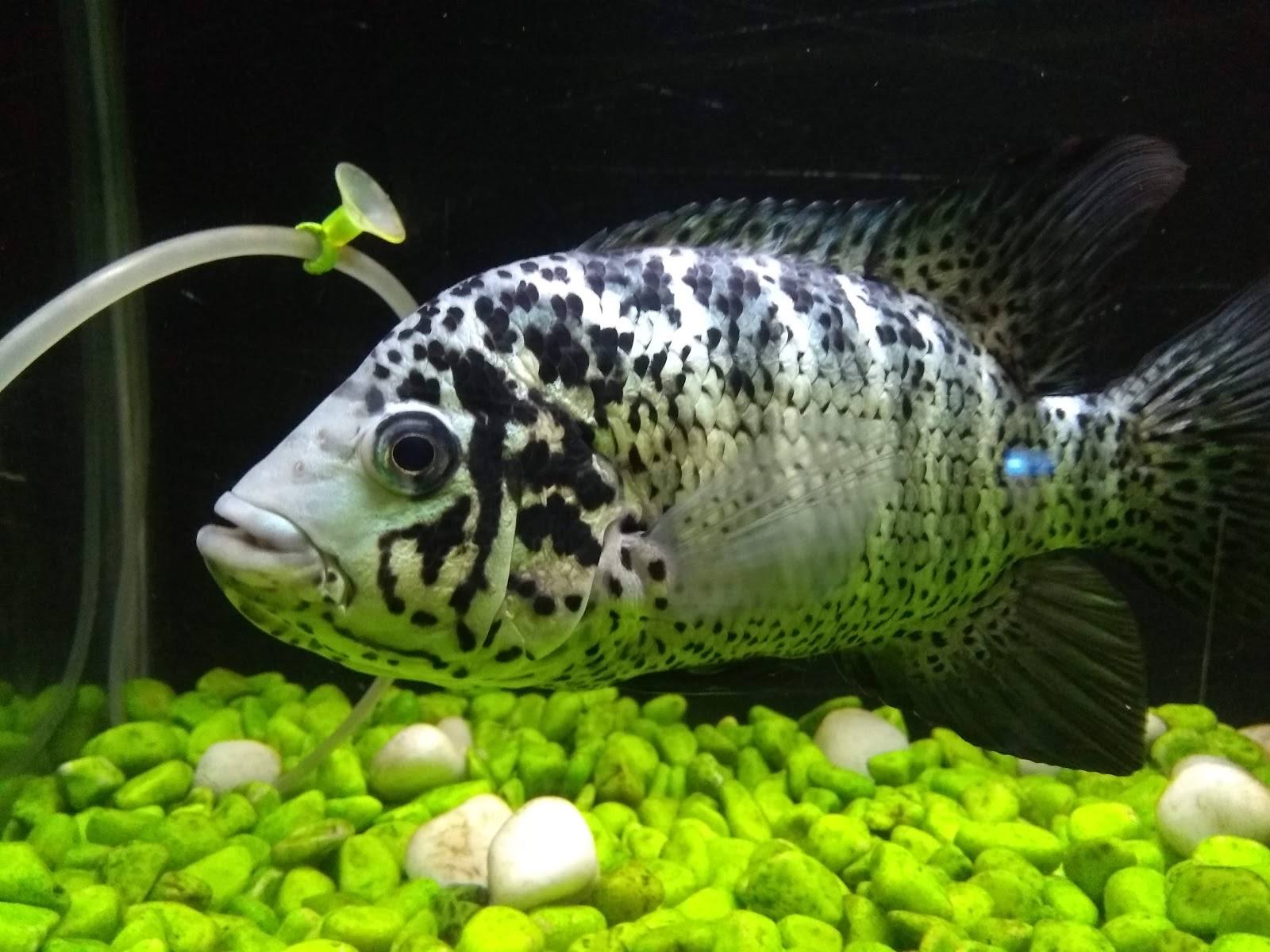 Ratnagiri Marine Museum