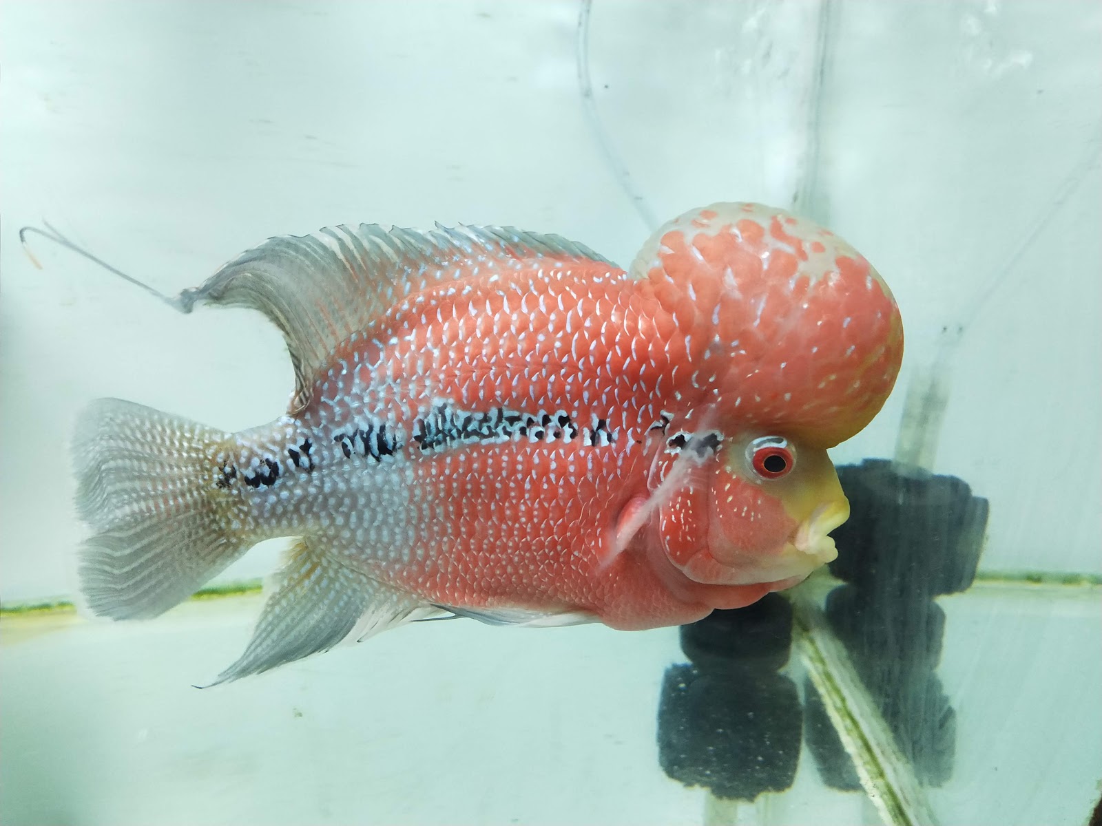 Ratnagiri Marine Museum