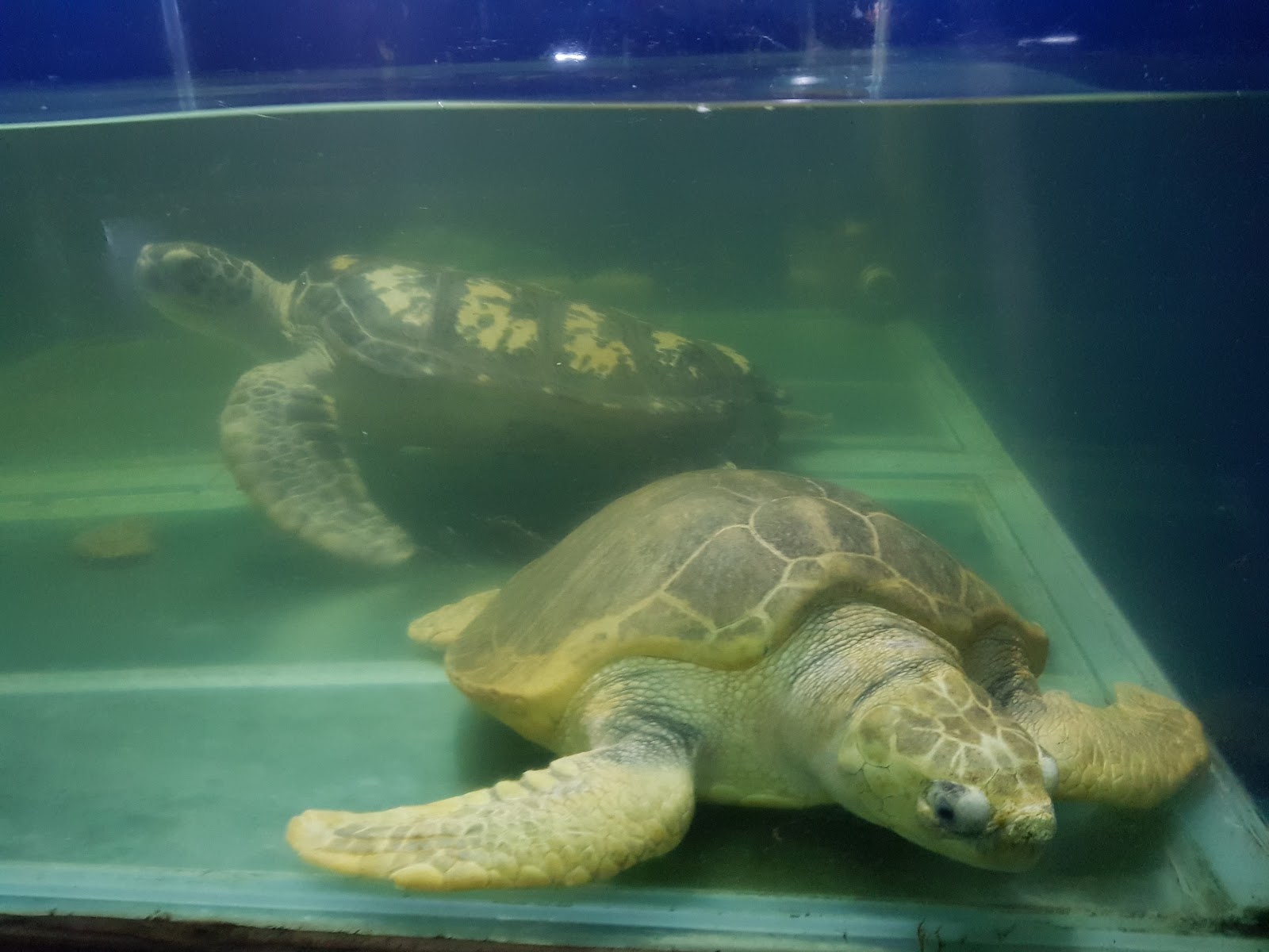 Ratnagiri Marine Museum