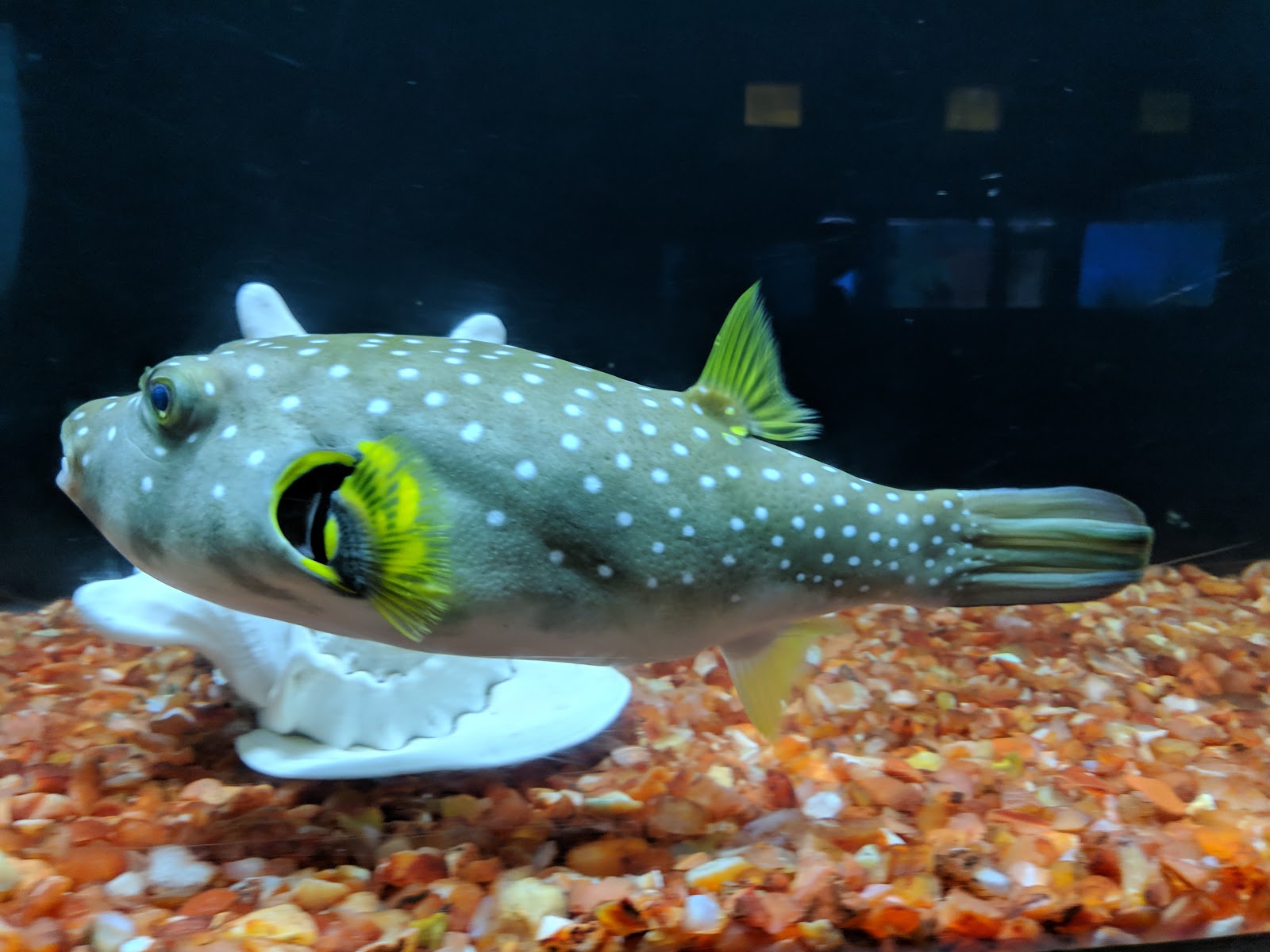 Ratnagiri Marine Museum