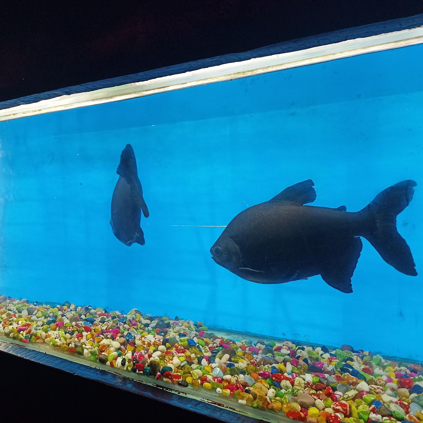 Ratnagiri Marine Museum