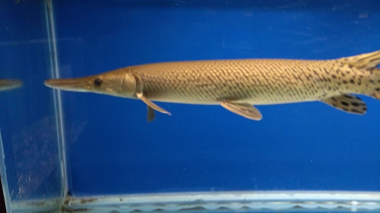 Ratnagiri Marine Museum