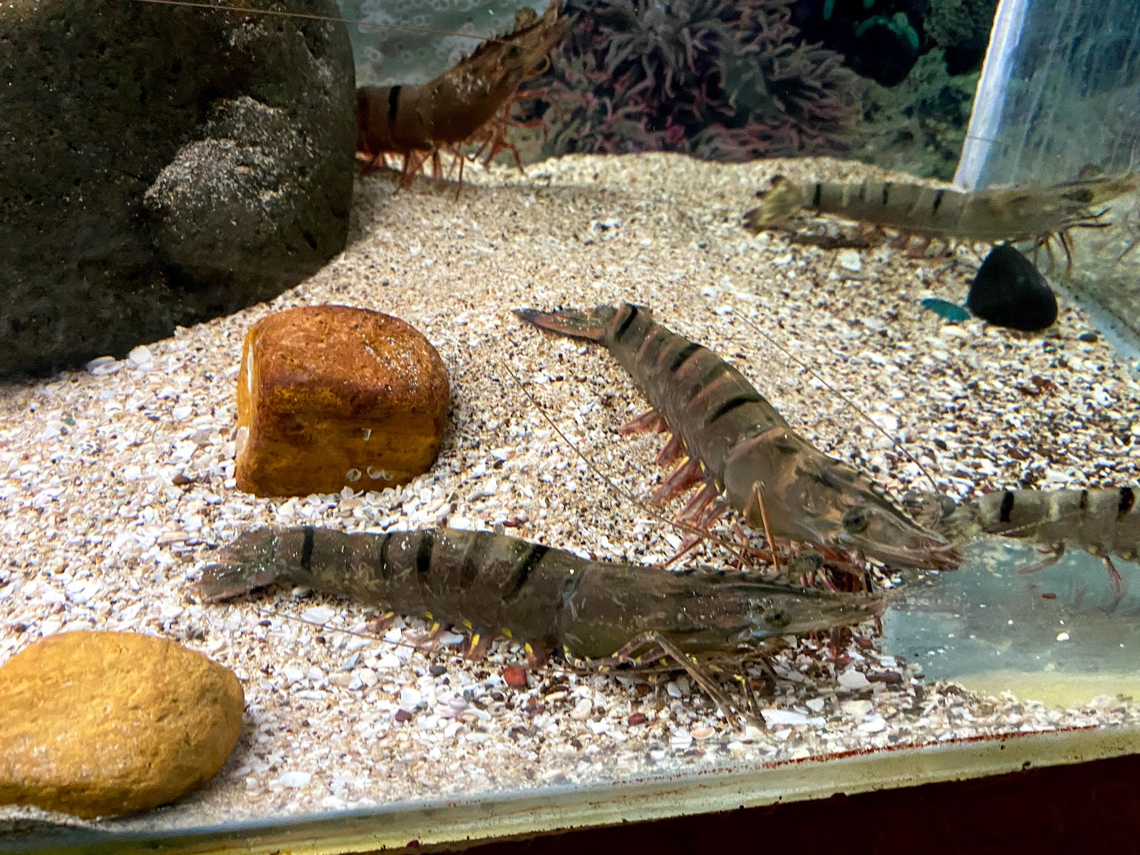 Ratnagiri Marine Museum