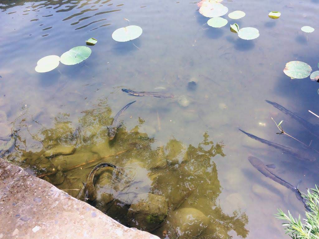 Forest Interpretation Center
