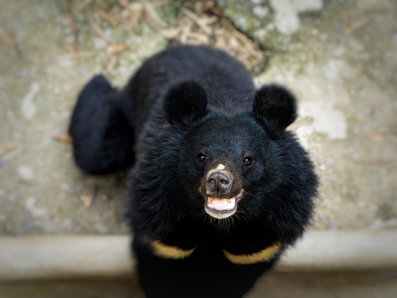 Renuka Wildlife Sanctuary