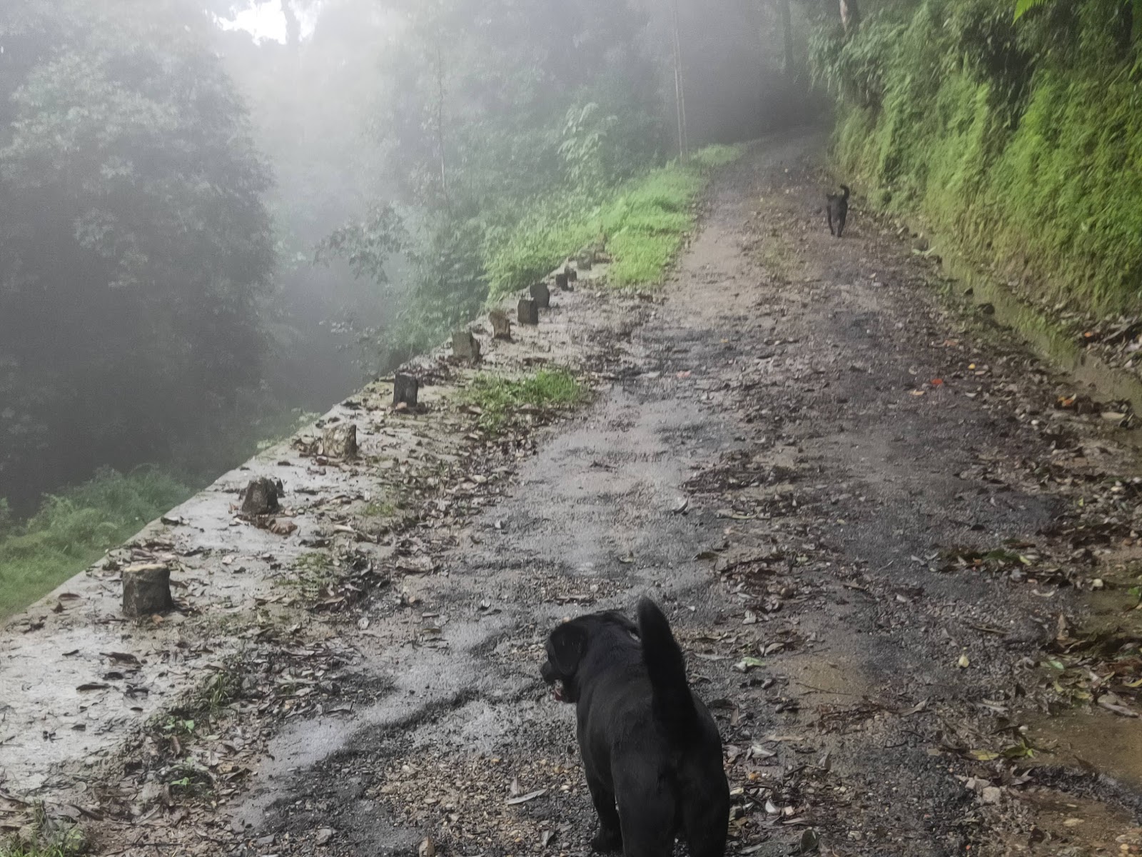 Poison Lake (Khecheopalri Lake)