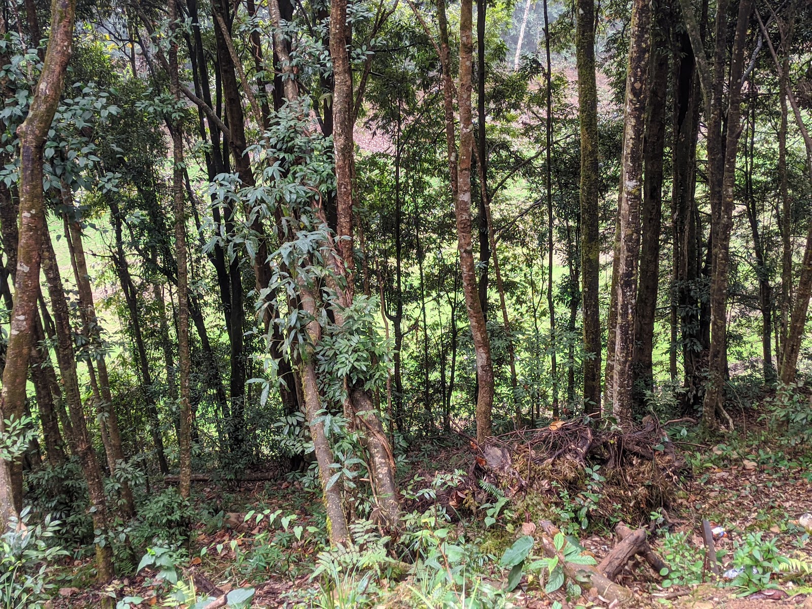 Poison Lake (Khecheopalri Lake)