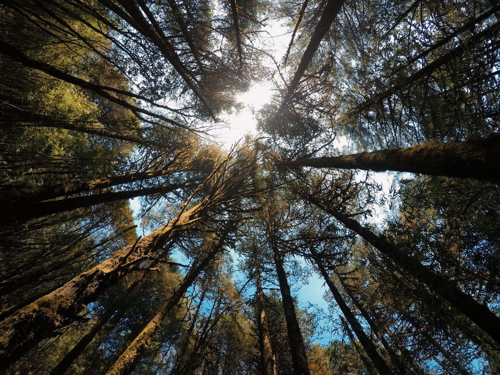Varsey Rhododendron Sanctuary