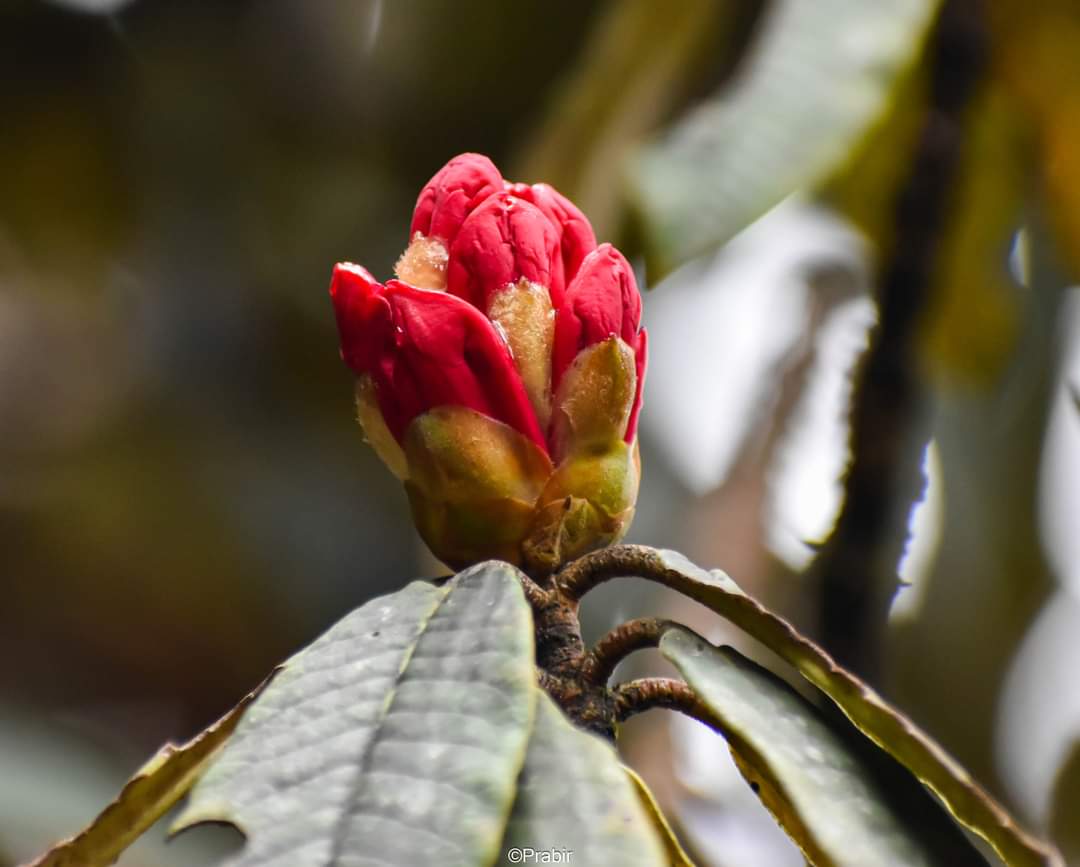 Varsey Rhododendron Sanctuary