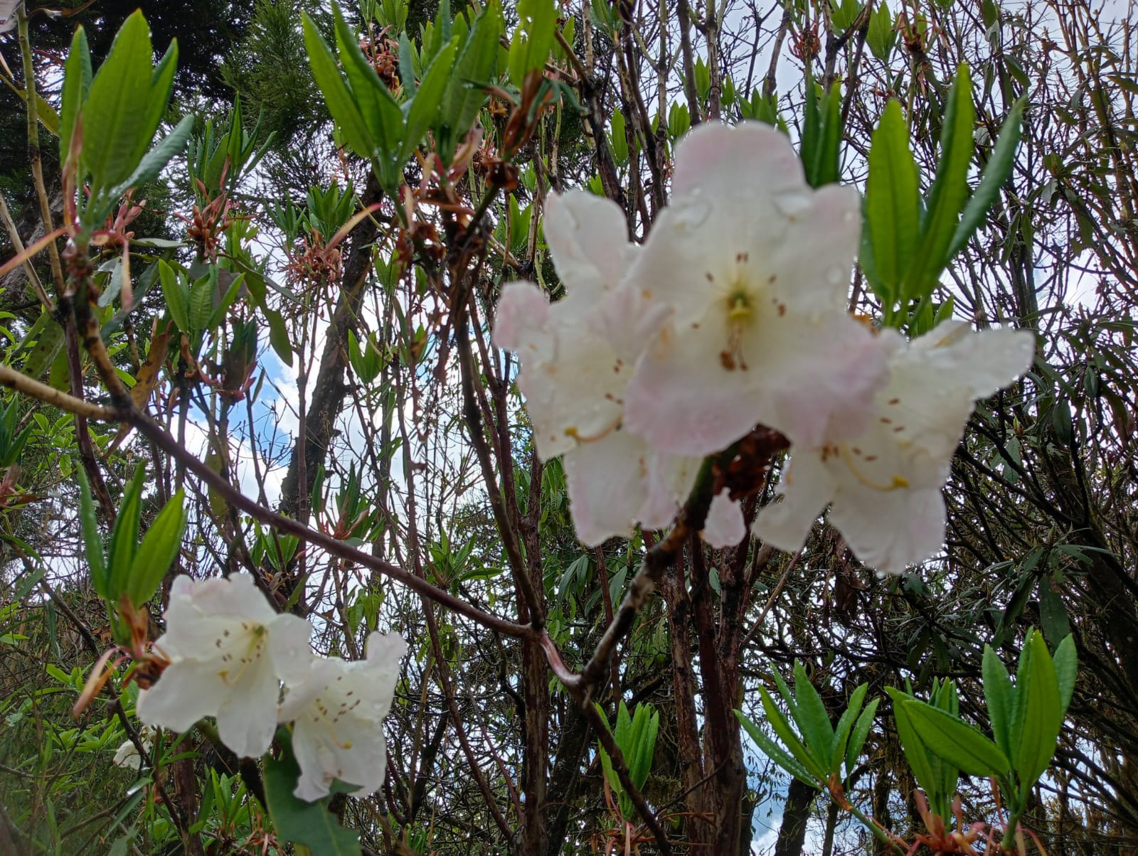 Varsey Rhododendron Sanctuary