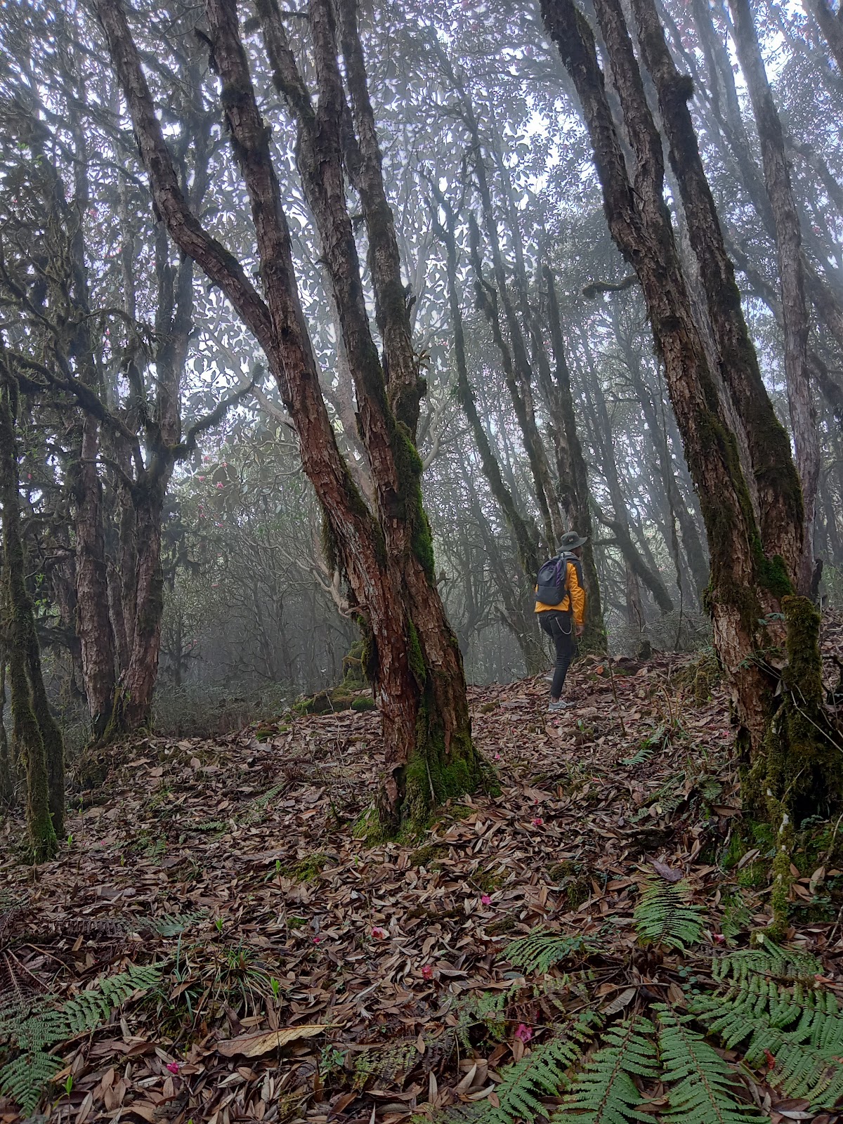 Varsey Rhododendron Sanctuary