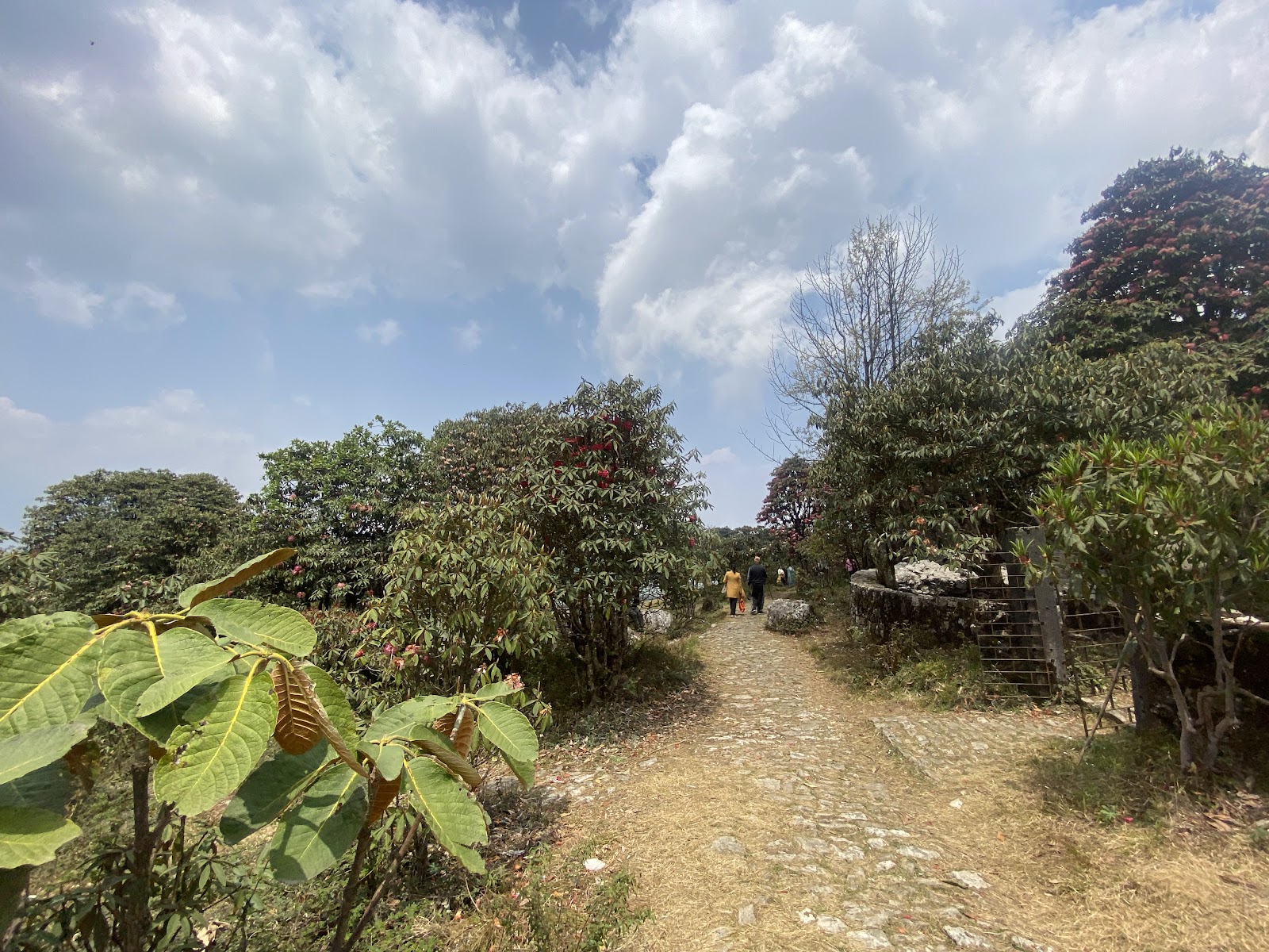 Varsey Rhododendron Sanctuary