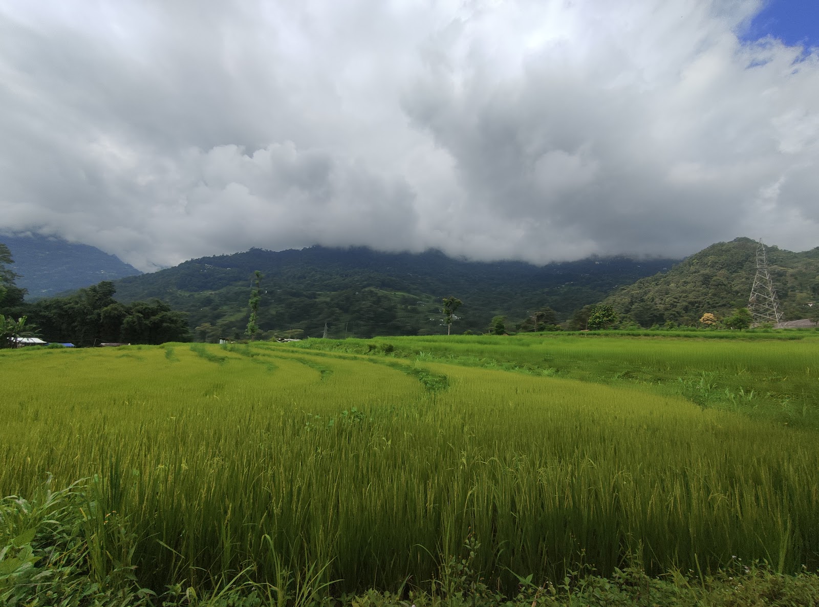 Varsey Rhododendron Sanctuary