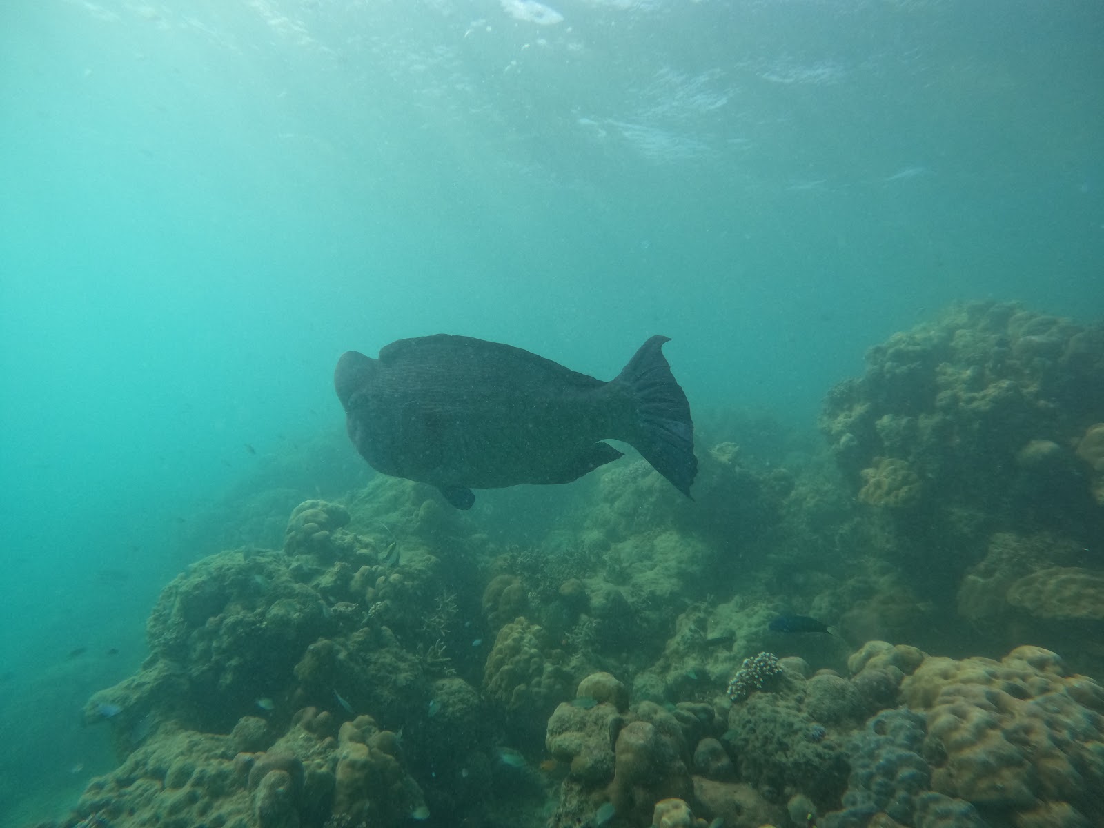 Coral Gardens Dive Spot