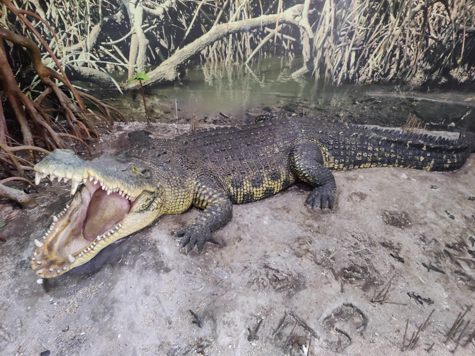 Mangrove Creek Walks