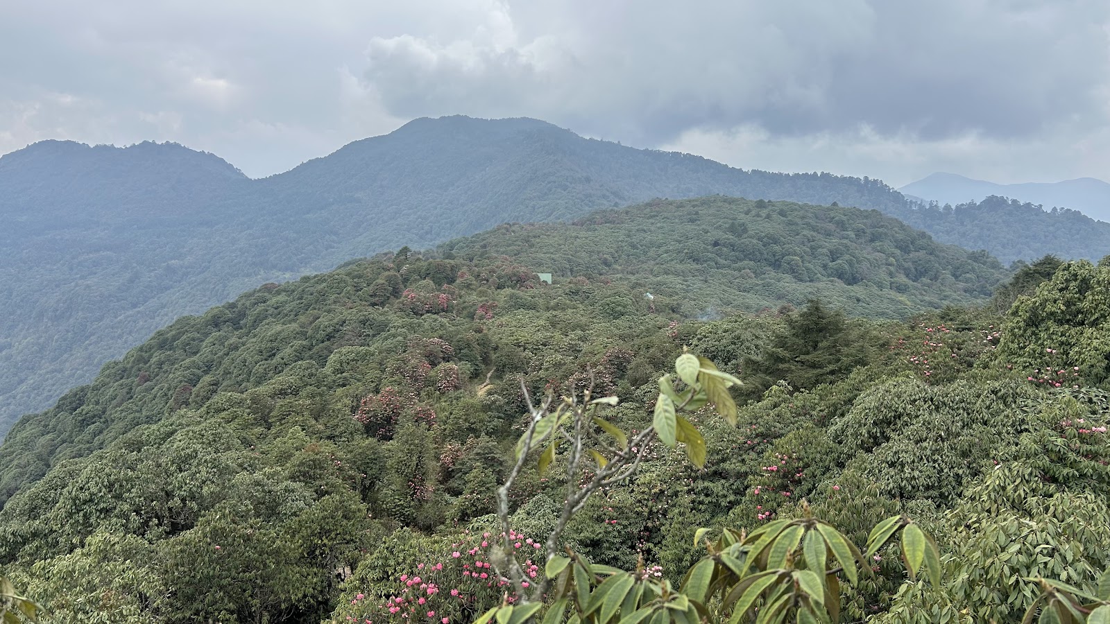 Rhododendron Forests