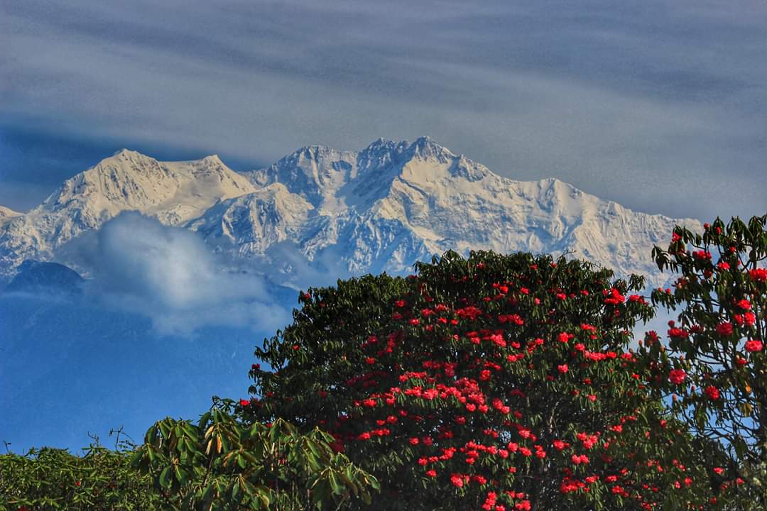 Rhododendron Forests