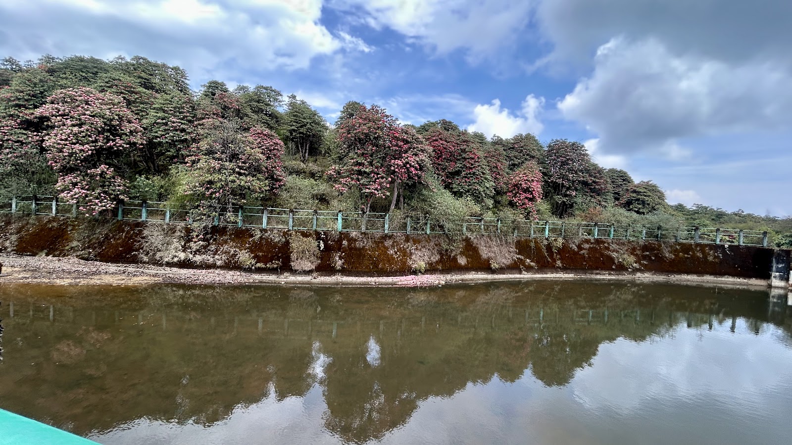 Rhododendron Forests